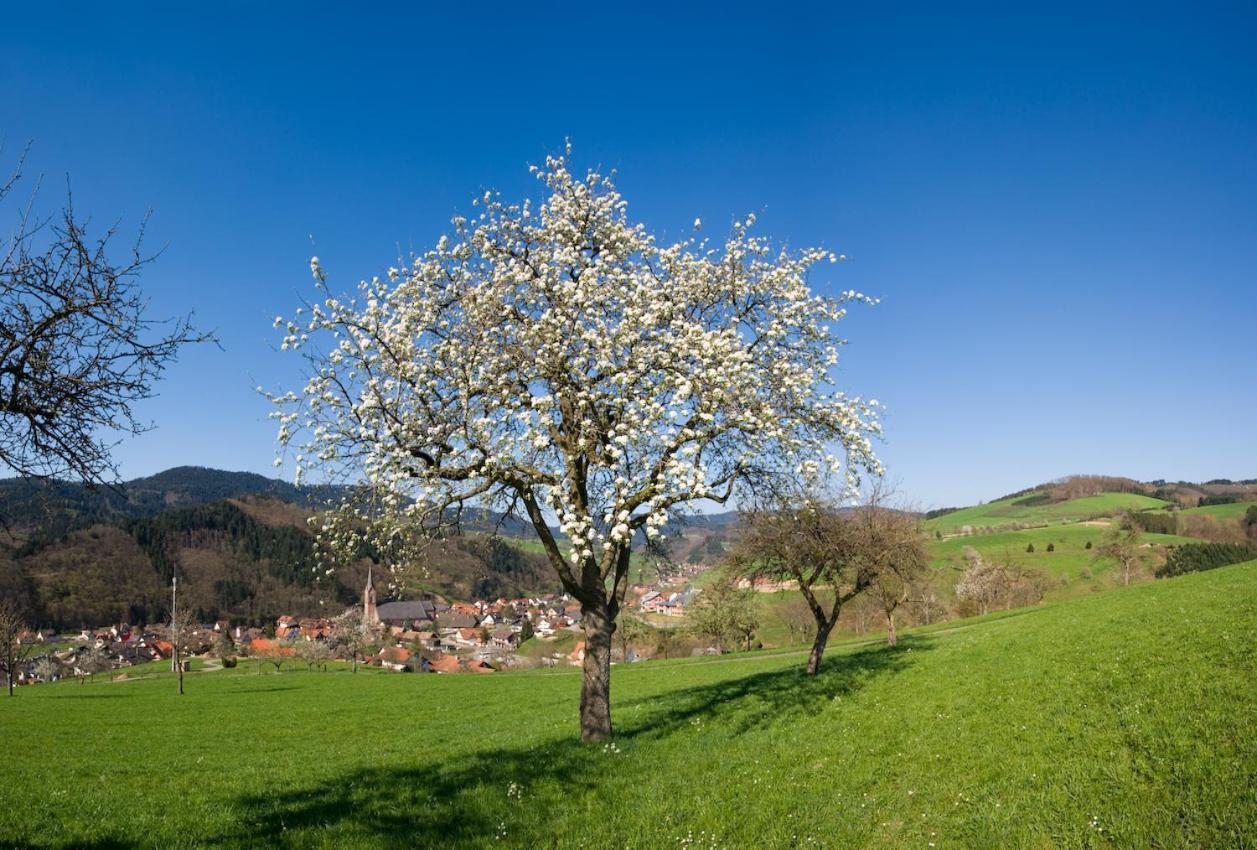 Ferienwohnung Mit Komfort Oberharmersbach Exteriér fotografie